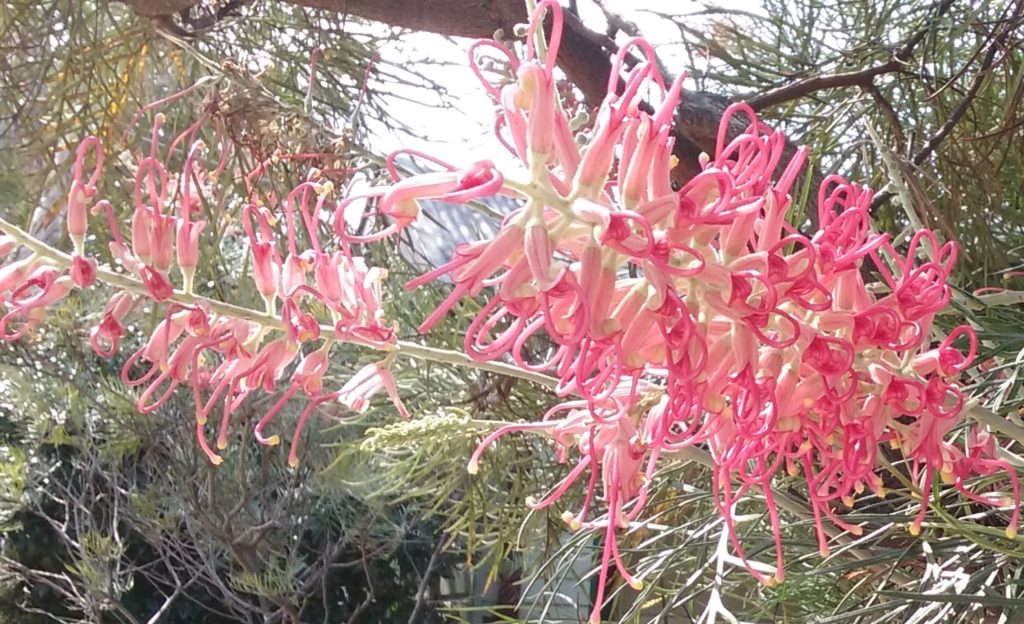 3. Another Grevillea, 'Coconut Ice'.