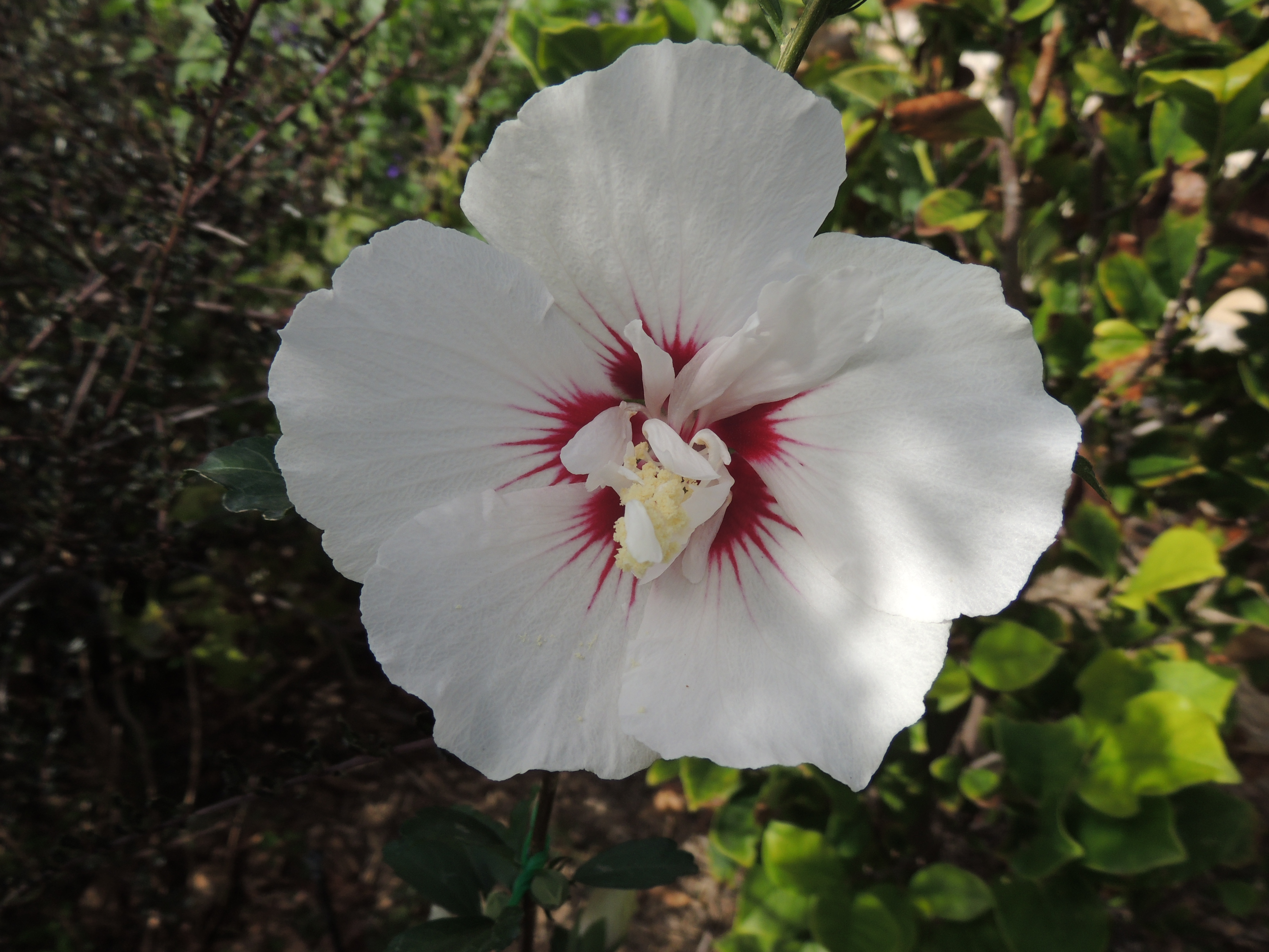 4. The flower of a new Hibiscus Syriacus.