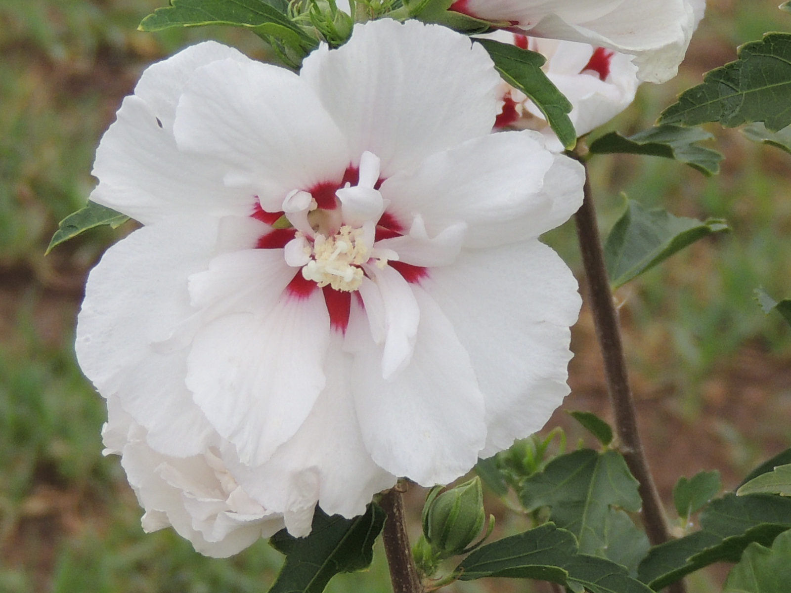 Hibiscus Syriacus