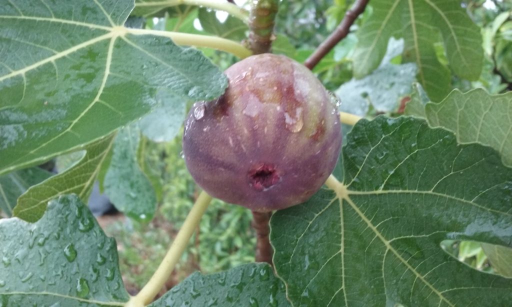 3. The very first fruit on my Black Genoa fig tree.