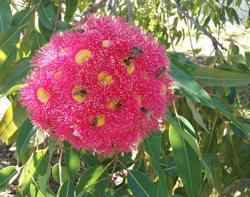 2. Corymbia ficifolia.  These eucalypts are grafted, so they grow very well SE Australia.  The bees love them as you can see, and when I turned one corymb towards me to take a photo, nectar poured out, so birds love them too.