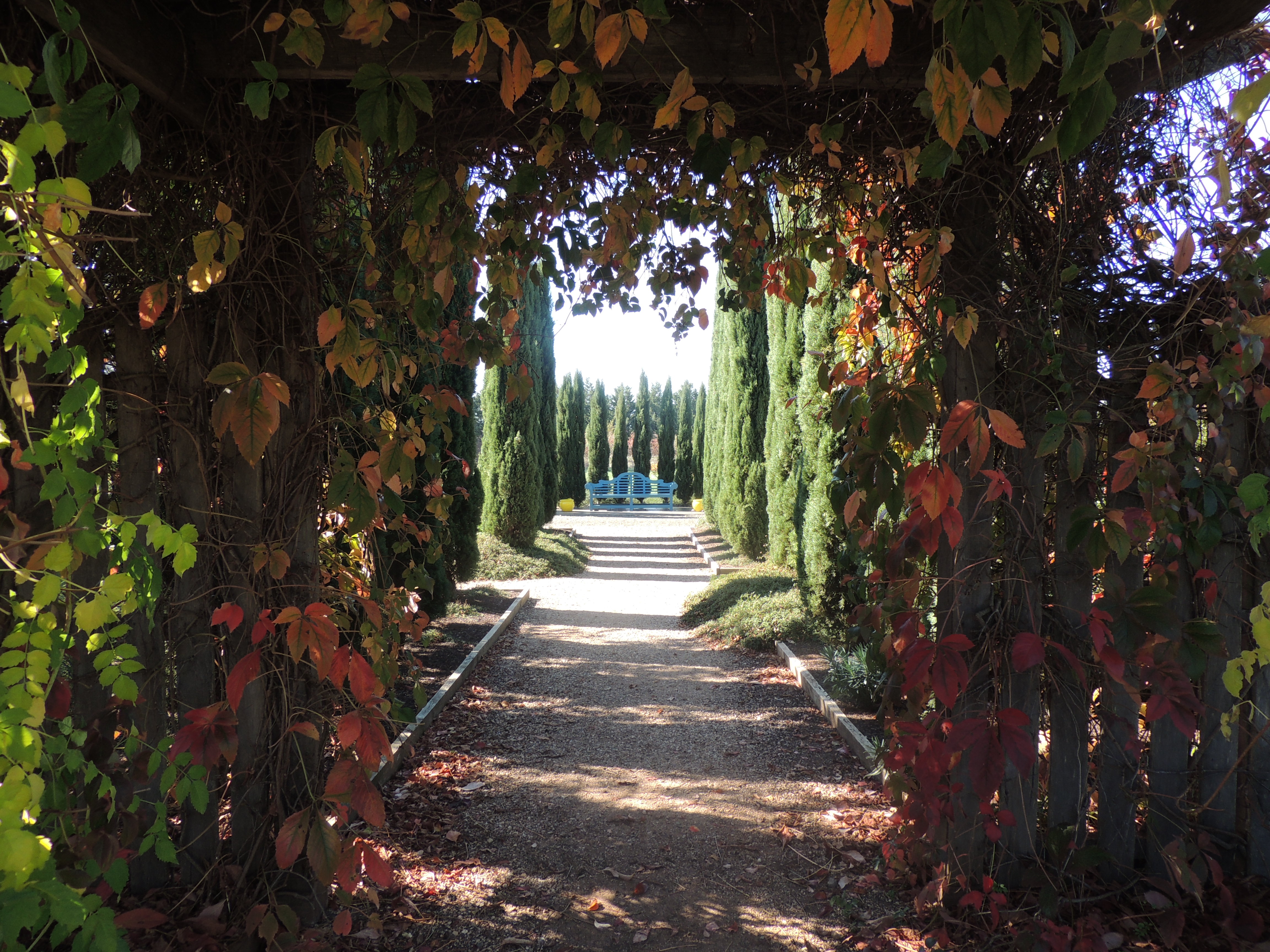 Another formal walk, this time flanked by Mediterranean cypress, Cupressus Sempervirens. The blue seat is a very Italian touch. 