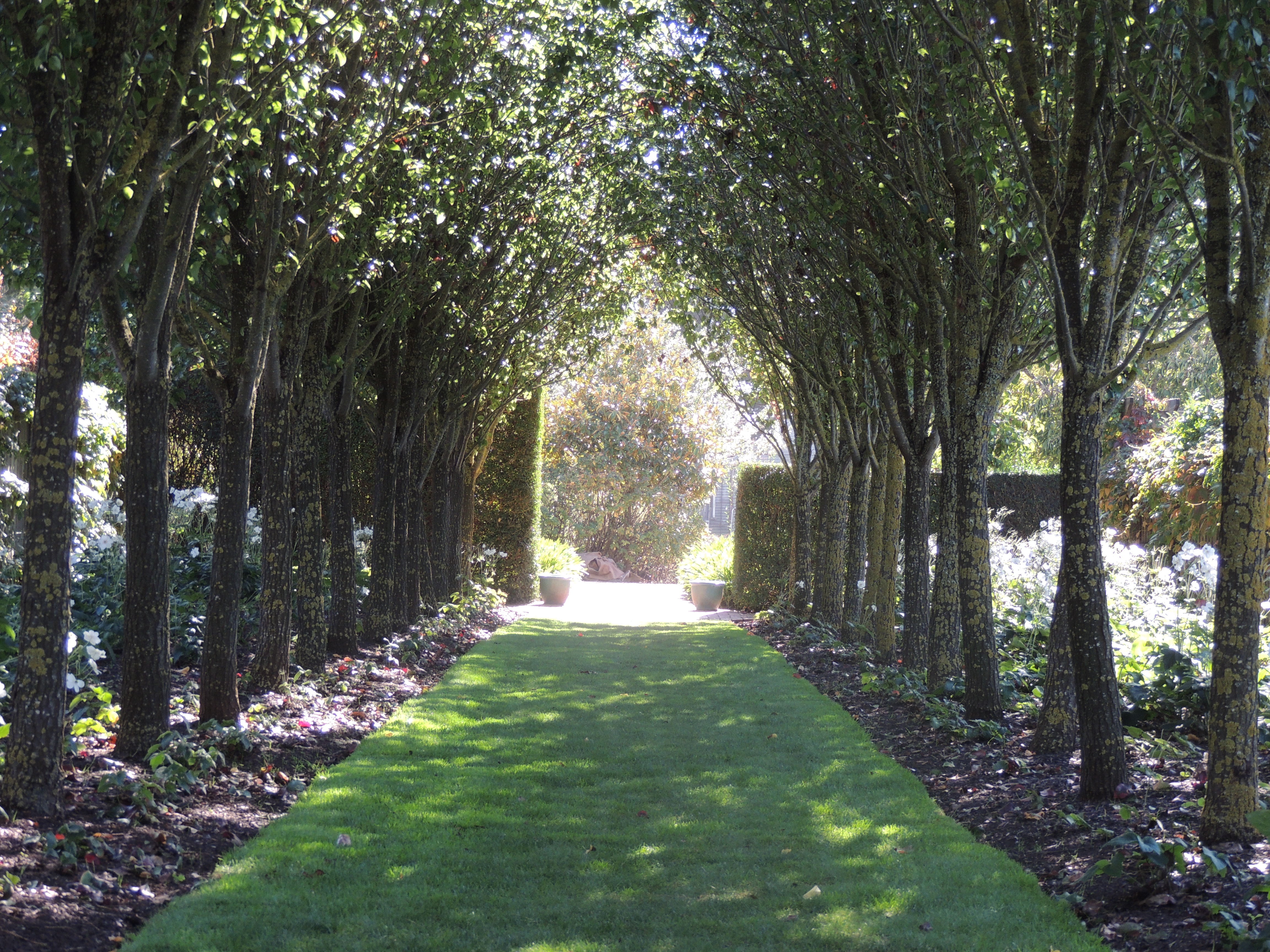 The pear walk, planted with Pyrus Calleryana, has an underplanting of white Japanese anemones and a beautifully kept grassy sward. Look how the sun dapples through the leaves onto the path.